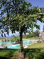 /album/fotogaleria-plantas-y-reforestacion/palamcaryitao-colapezcado-jpg/
